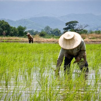 thailands-rice-farmers