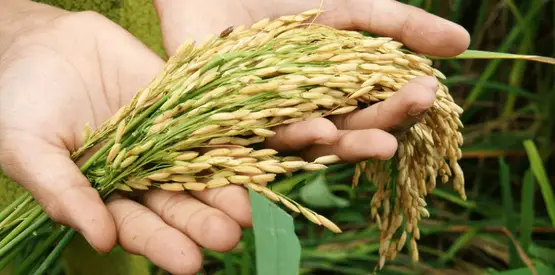 Basmati rice in Indian