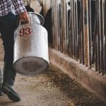 Cattle Feed & Feed Additive