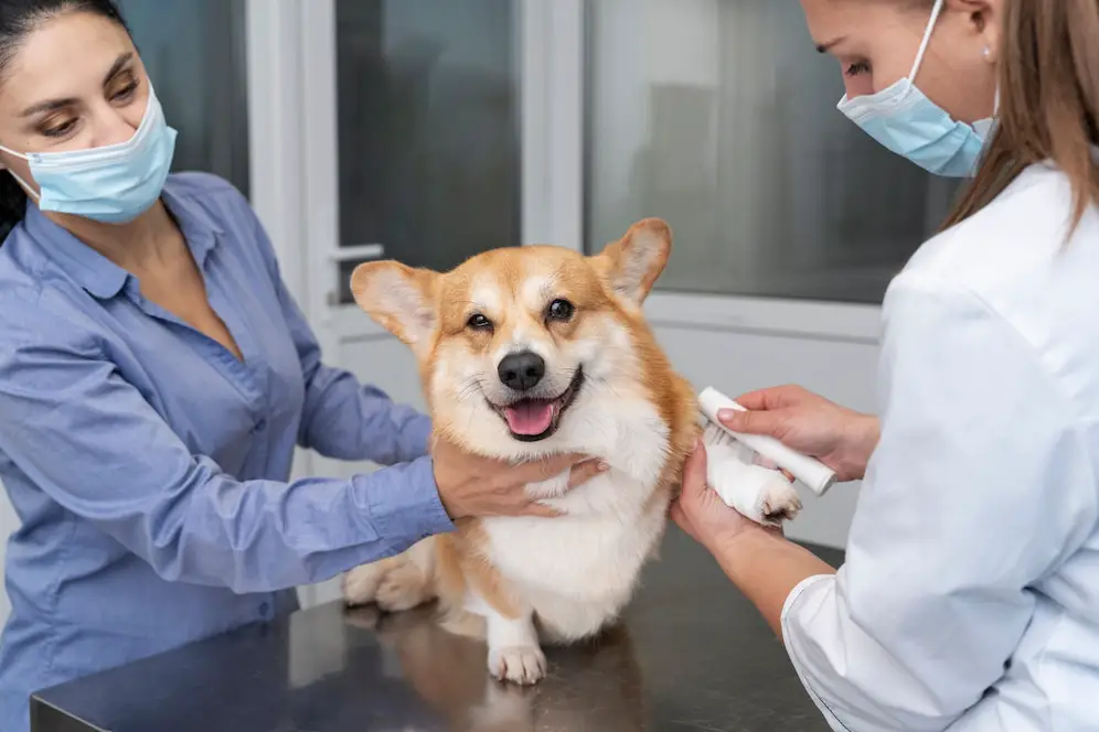 Dog Vaccines