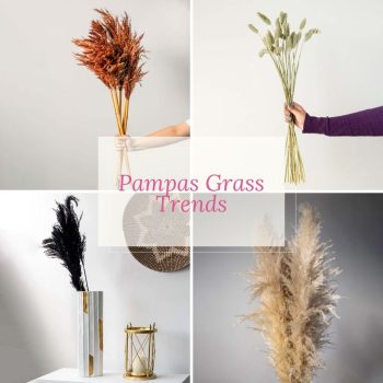 Dried Pampas Grass Trends