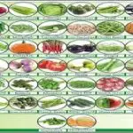 Fruits & Vegetable Seeds11
