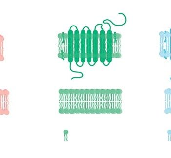 Lipid Market