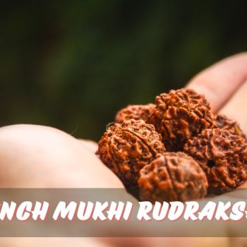 Panch Mukhi Rudraksha