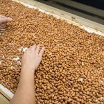 Peanut Processing Plant