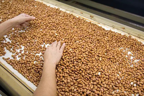 Peanut Processing Plant