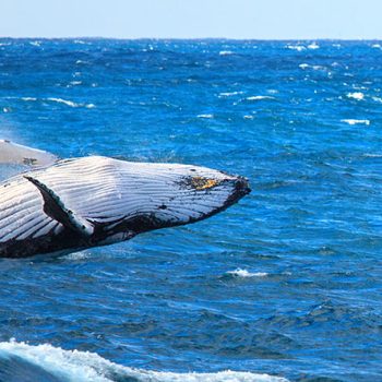 Port-Stephens Whale