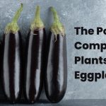 The Power of Companion Plants for Eggplant