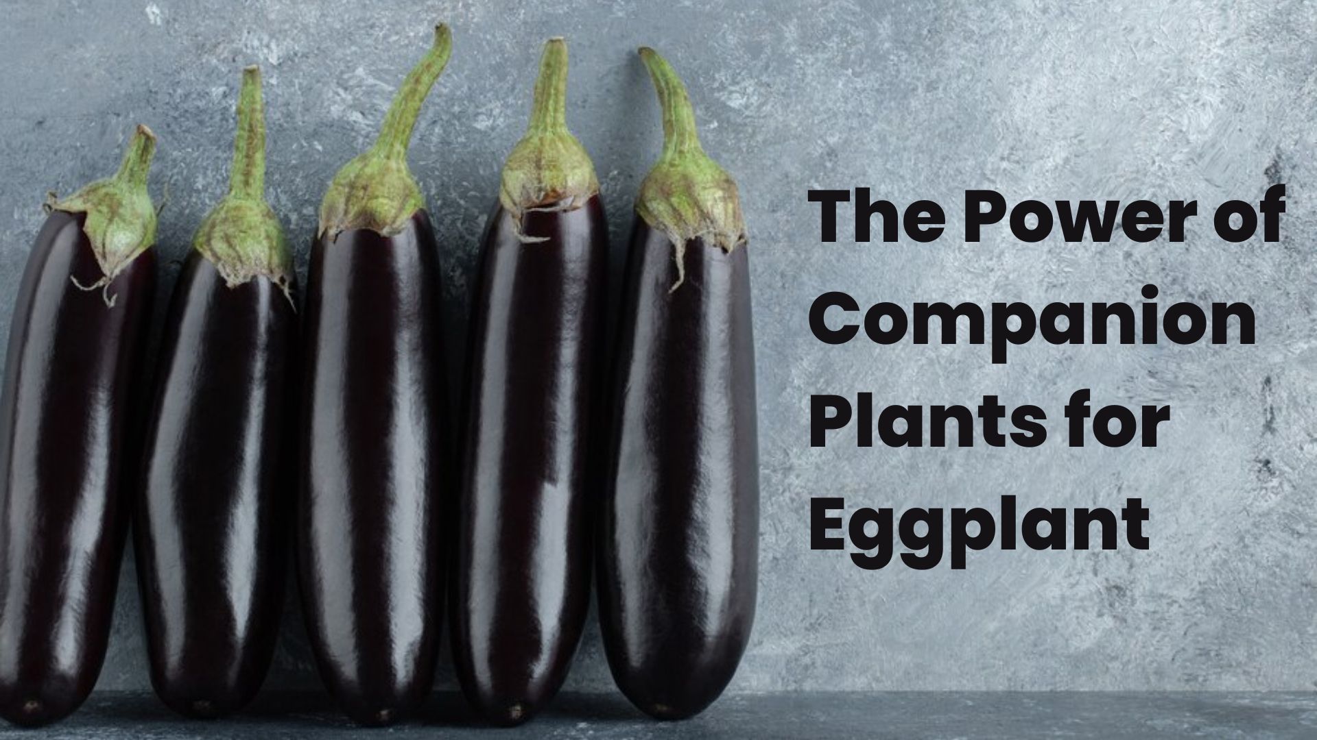 The Power of Companion Plants for Eggplant