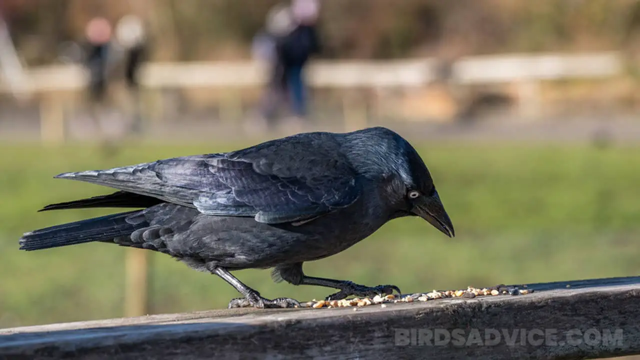 what do crows eat
