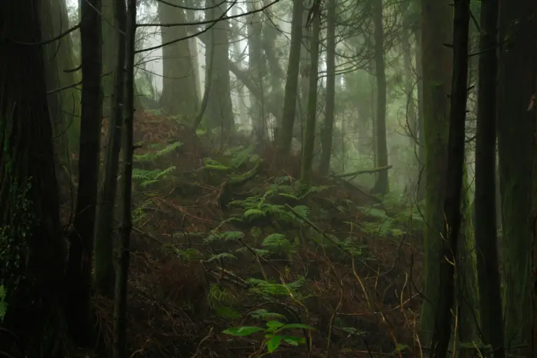 Thick canopy forest 