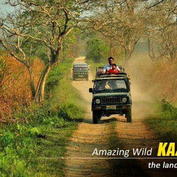 kaziranga-jeep-safari-package-tour-booking-price