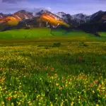 valley of flowers