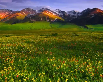 valley of flowers