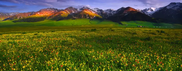 valley of flowers