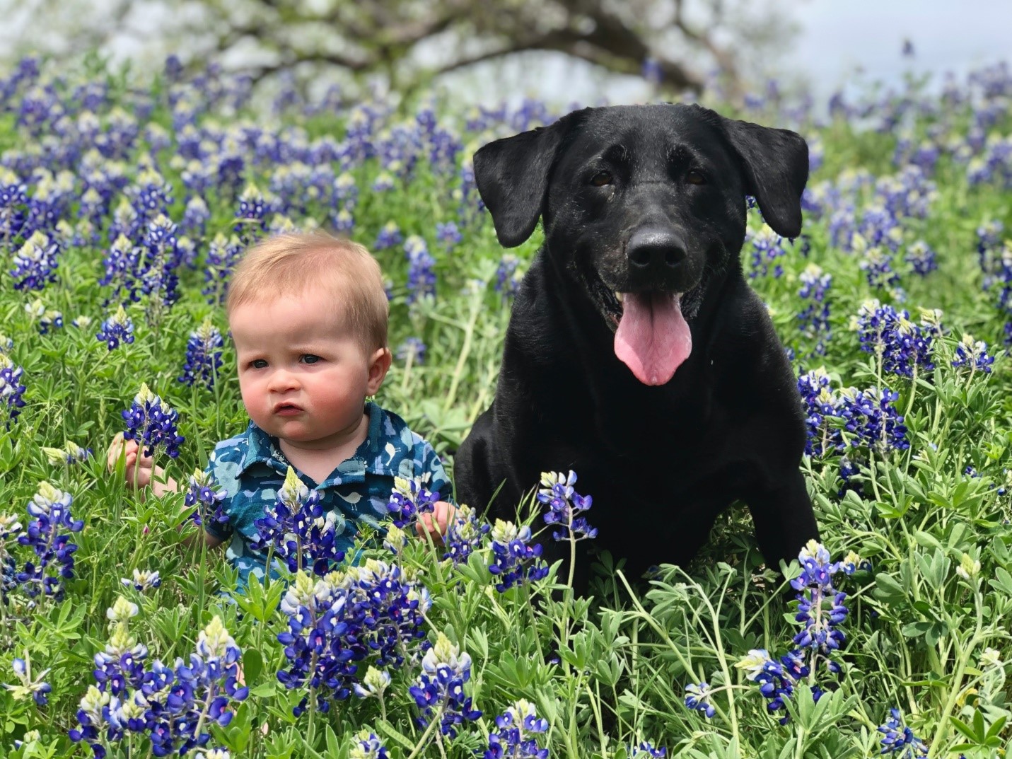 Exploring The Bond Between Children and Canines in Literature