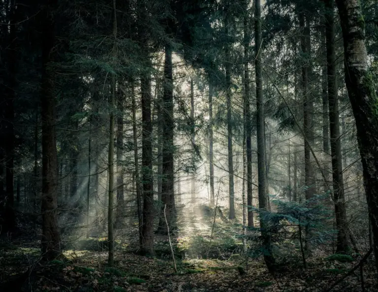 A dense forest with tall trees