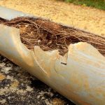 How Tree Roots Can Lead to Blocked Drains and Ways to Prevent It