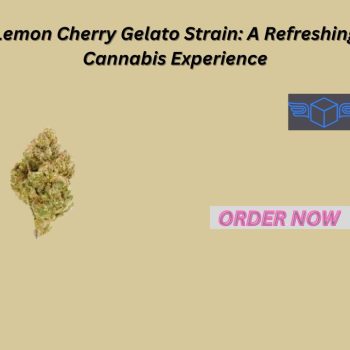 Lemon Cherry Gelato Strain A Refreshing Cannabis Experience