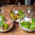 The-Benefits-of-Succulent-Terrarium-Plants-A-Complete-Review