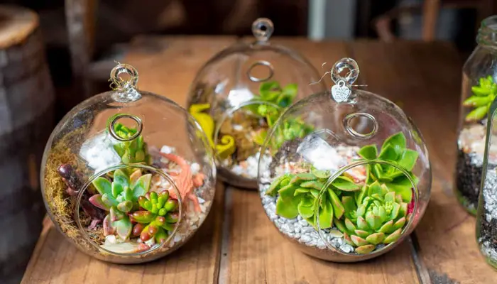 The-Benefits-of-Succulent-Terrarium-Plants-A-Complete-Review