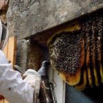 Bee Control in Stamford