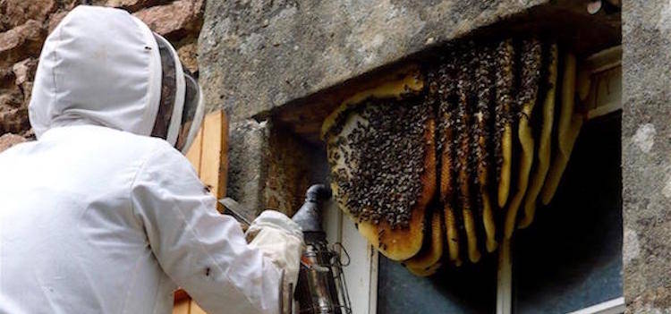 Bee Control in Stamford