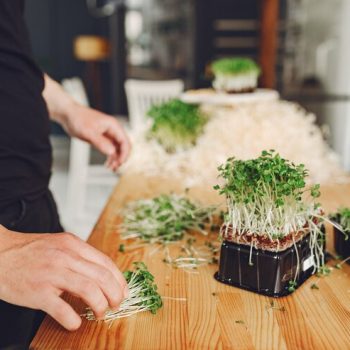 diy microgreen kit_ Article