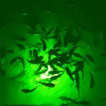green-LED-dock-fish-light