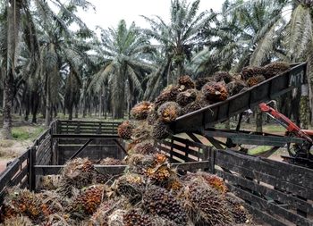 indonesia palm oil export (1) (1) (1)