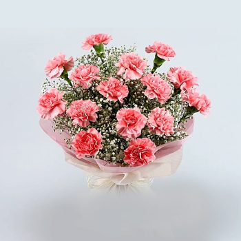 pink-carnation-elegance