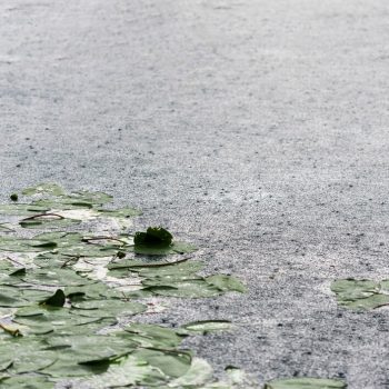 rain-drops-lily-pads-lake-surface_23-2147905598