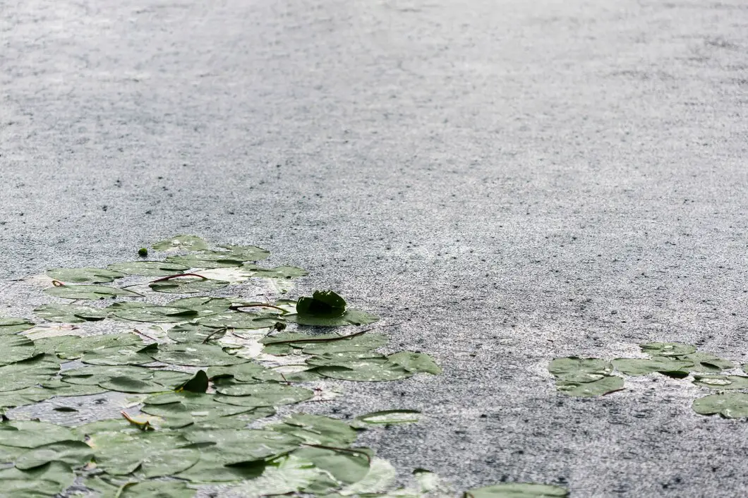 rain-drops-lily-pads-lake-surface_23-2147905598