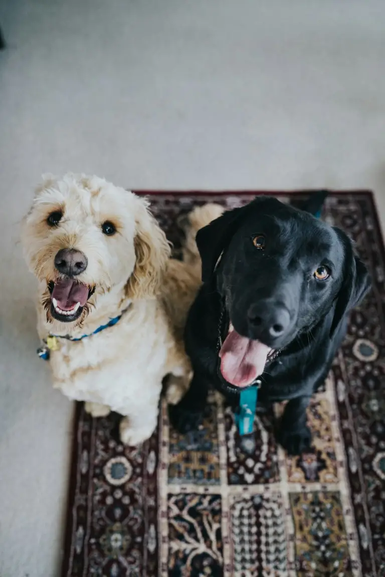 Two dogs are sitting on a rug