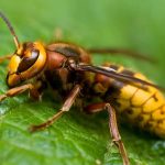 Bee Exterminator in Wilton