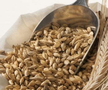 Barley3