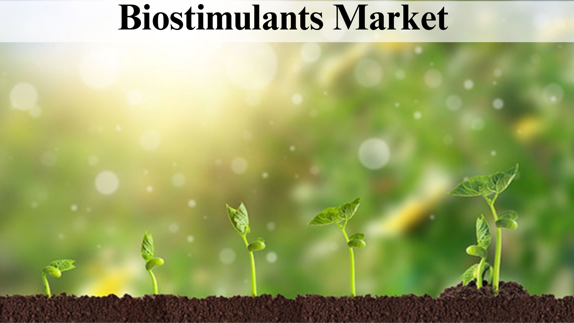 Biostimulants Market (1)