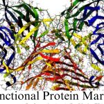Functional Protein Market (2)