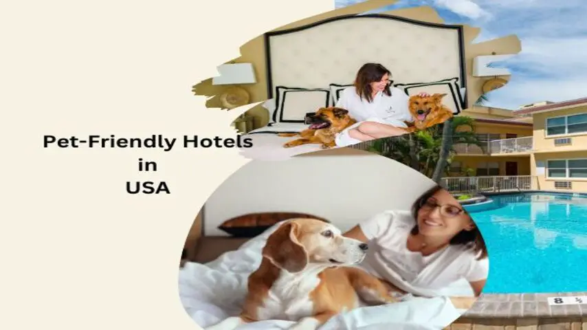 Pet-Friendly Hotel