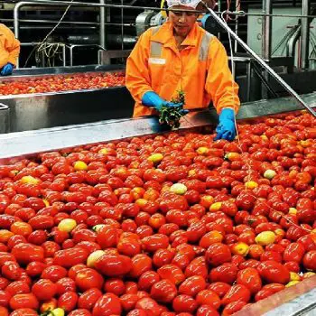 Tomato Processing Market