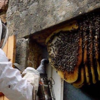 Pest Control Services in New Canaan