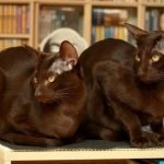 Brown Cats