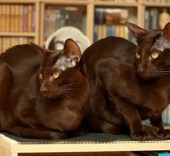 Brown Cats