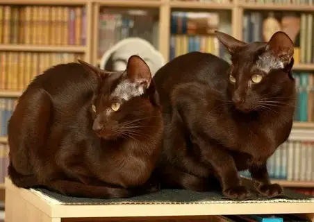 Brown Cats