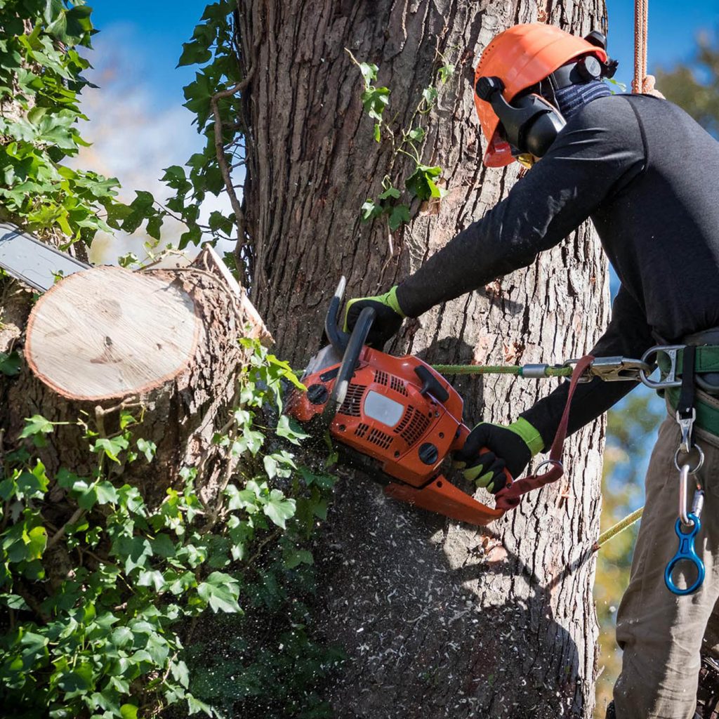 tree-removal-1024x1024