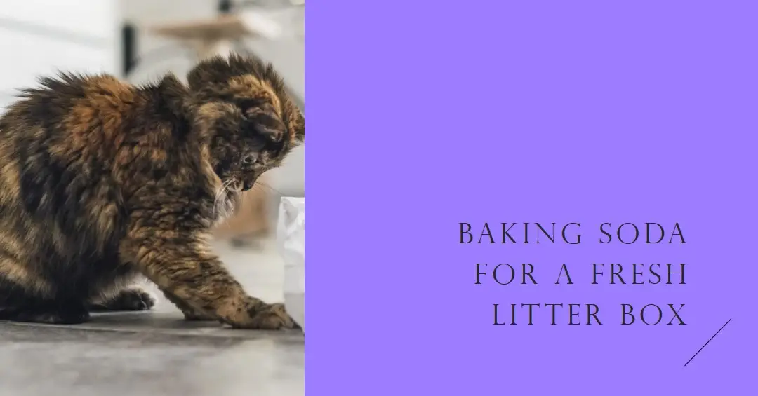 Can I Put Baking Soda in My Cat’s Litter Box?