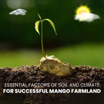 Essential Factors of Soil and Climate for Successful Mango Farmland-02