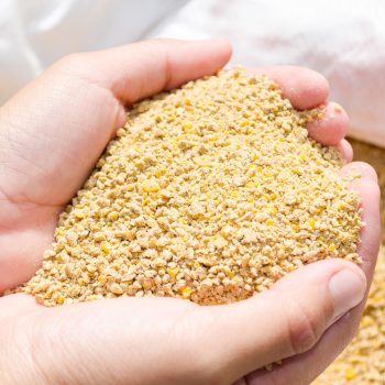 Feed Enzymes Market