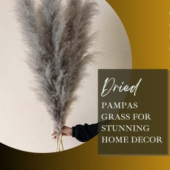 Fluffy grey Pampas Grass