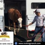Horse shipping california Rocking Y Ranch